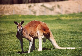 Los canguros tienen especial protección legal en esta parte de Australia.