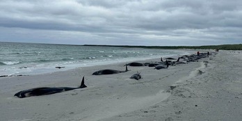 Las ballenas varadas en la playa de Trensess, en la isla de Sanday, Escocia.