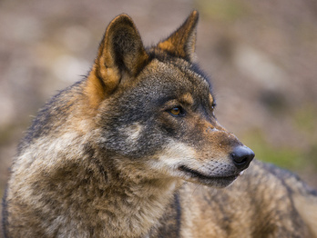 Imagen de un ejemplar de lobo ibérico.