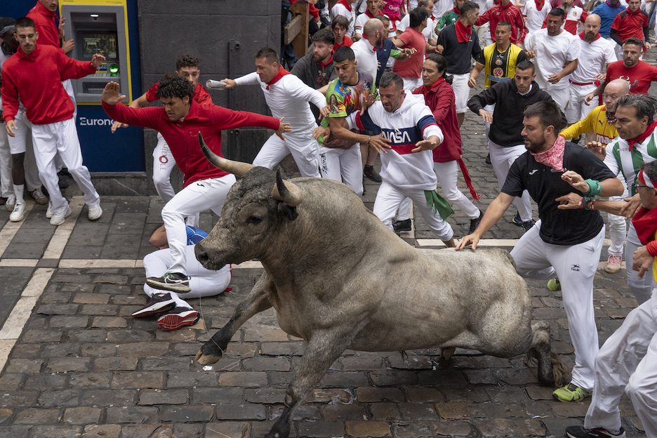 Un Escolar con la cara levantada en la curva de Estafeta, en ademán de embestir.