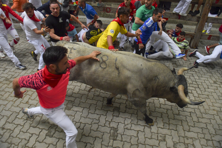 Con el toro hasta la plaza.