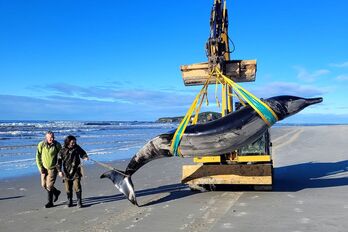 Una excavadora transporta el cadáver de la ballena picuda, tras ser desubierto en una playa neozelandesa.