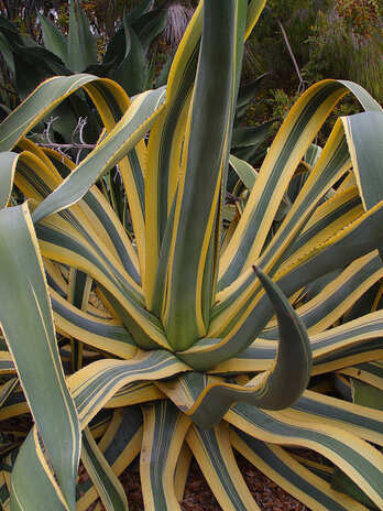 Una planta de agave amarillo, en una imagen de archivo.