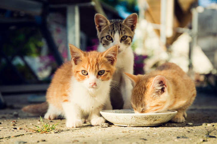 Los gatos tambien sufren con las perdidas de otras mascotas.