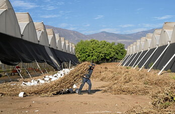 Un jornalero de Jalisco, uno de los puntos del planeta donde el aumento de la temperatura castiga más a los obreros.