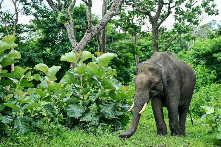 Elefante bat landareen ondotik paseatzen, Indiako Tamil Nadu estatuko Nilgiri mendietan dagoen Mudumalai parke nazionalean, joan den uztailaren 30ean.