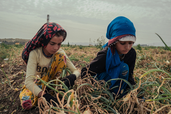 Dos jóvenes trabajan en la recogida de cebollas en la región turca de Hatay, cercana a la frontera con Siria. 