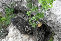 El pollo de buitre quebrantahuesos de Aralar, junto a uno de sus progenitores.