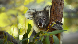 Koala bat.