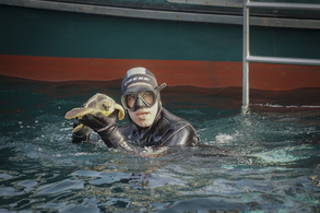 Liberan en el mar a tres tortugas bobas tras su recuperación