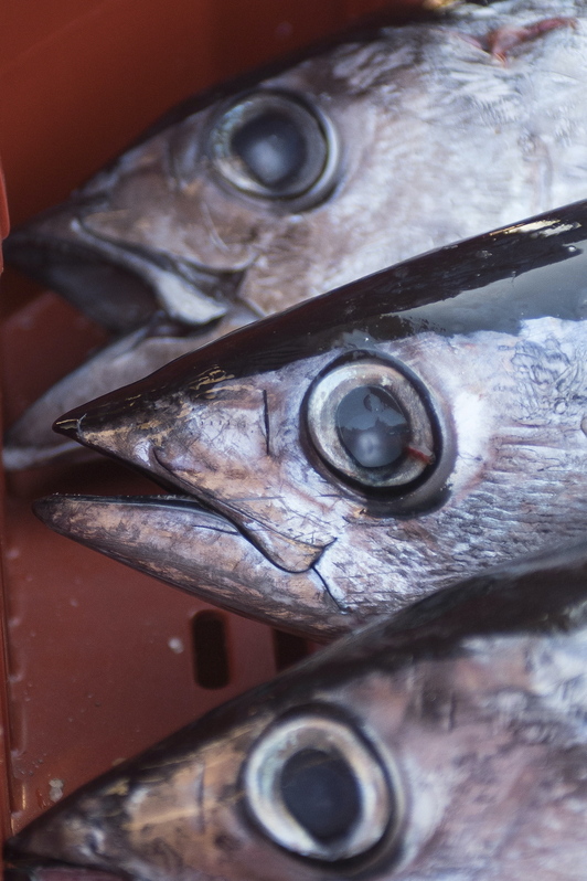 Descarga de bonito en Hondarribia.