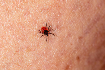 La enfermedad de Lyme propagada por garrapatas es una de las que están en aumento.