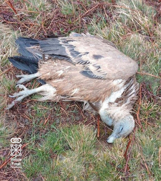 Uno de los buitres leonados muertos en Baztan por el uso de pentobarbital.