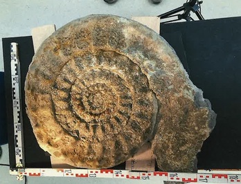 El fósil gigante de una Ammonoidea fue encontrado por unos senderistas.