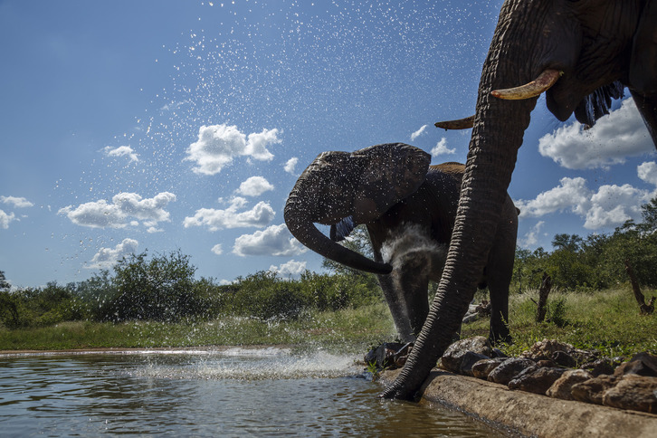 Bi elefante Zimbabwen. 