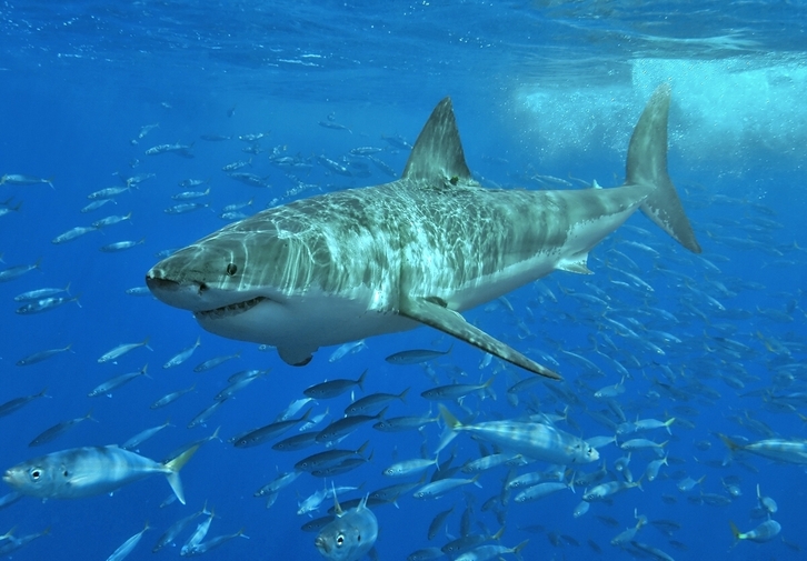 Un ejemplar de tiburón blanco.