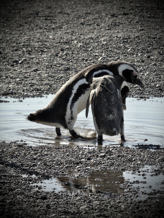 Magallanes pinguinoak.