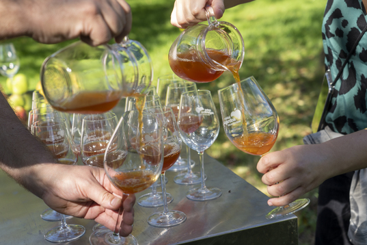 Aurtengo sagardoak iazkoaren alkohol graduazio antzekoa izatea espero dute. 