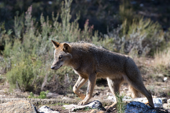 Un lobo ibérico del Centro del Lobo Ibérico en localidad de Robledo de Sanabria, en Zamora.