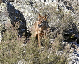 Ejemplar de lobo ibérico en Zamora.