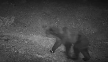 Fotograma del vídeo que, el pasado mes de julio, confirmó la presencia de un oso joven en Garde. 