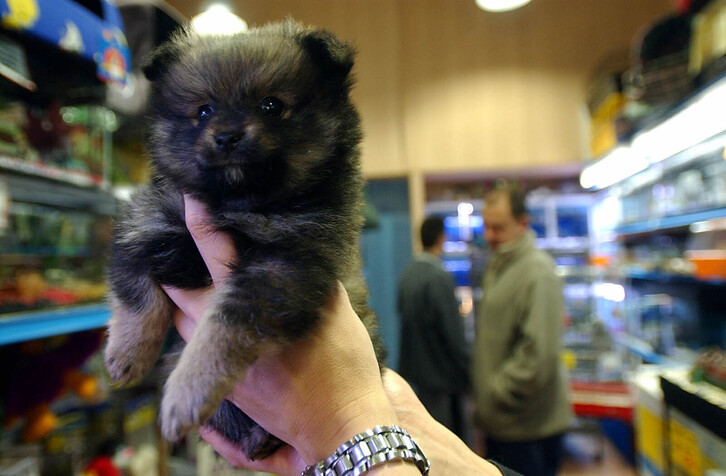 Gatos y perros solo podrán ser vendidos por criadores, y deberán tener dos meses como mínimo.