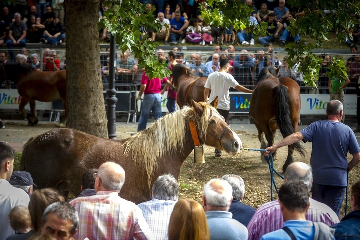 Uno de los atractivos de la feria de Agurain es el concurso de la raza Caballo de Monte de Euskal Herria, Mendiko Zaldia.