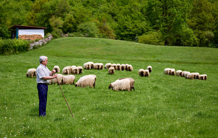 Los valles septentrionales navarros, territorio de la oveja Latxa, la raza autóctona con cuya leche se elaboran los quesos de las D.O.P. Roncal e Idiazabal.