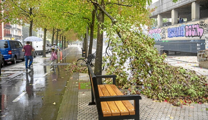 Una rama caída en Donostia a causa de las fuertes rachas de viento de ayer.