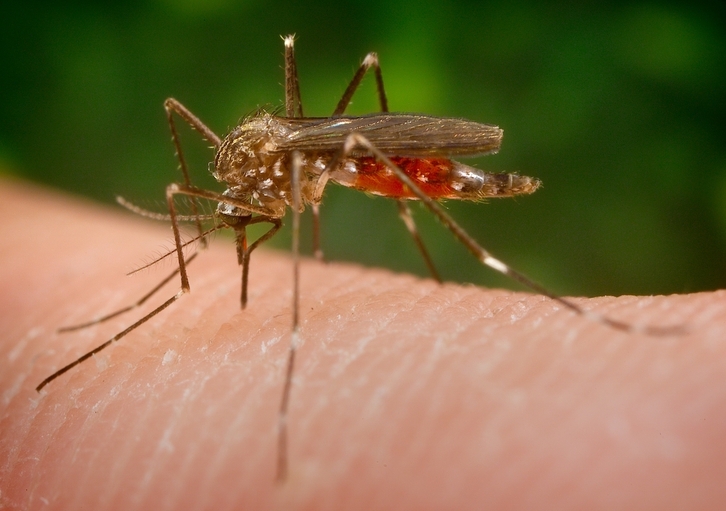 Ejemplar de aedes japonicuos o mosquito del Japón.