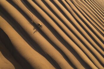 ‘The Dune’ argazkiak CVCEPHOTOren hamargarren ekitaldia irabazi du.