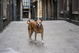 Abandonatutako animalien kopurua murriztu eta maskoten zaintzekin arduratsuago jokatzen duen gizartea eraikitzea dira helburuak.