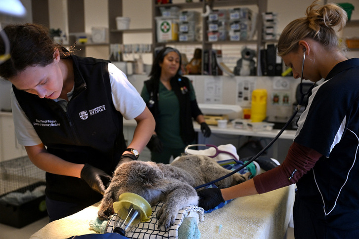 Un koala recibiendo cuidados.