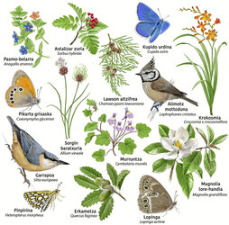 Ilustraciones de animales y plantas que aparecen en las guías editadas por Aranzadi.