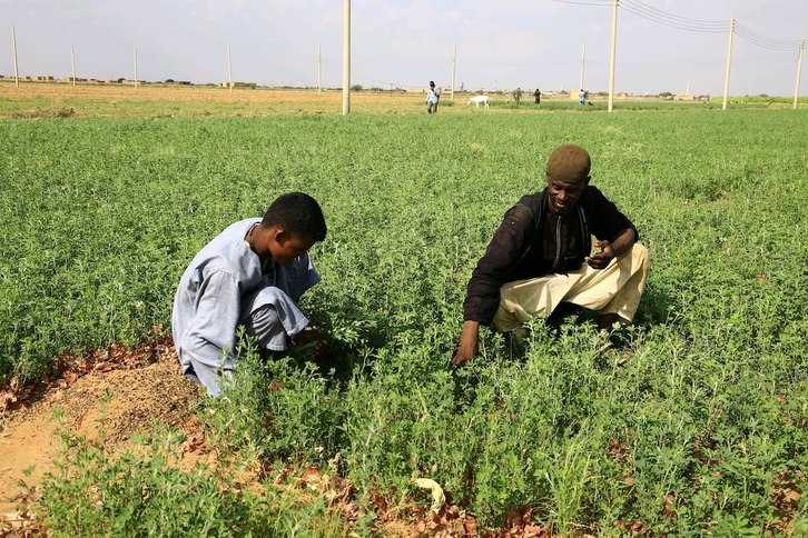 Dos hombres trabajan en un campo de cultivo de Sudán.