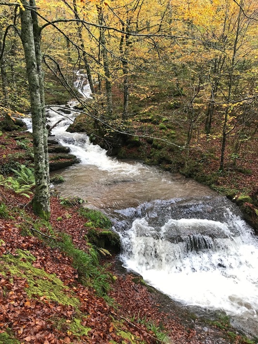 Los árboles son esenciales para mantener la vida en la Tierra. En la imagen, un bosque en Aurizberri.