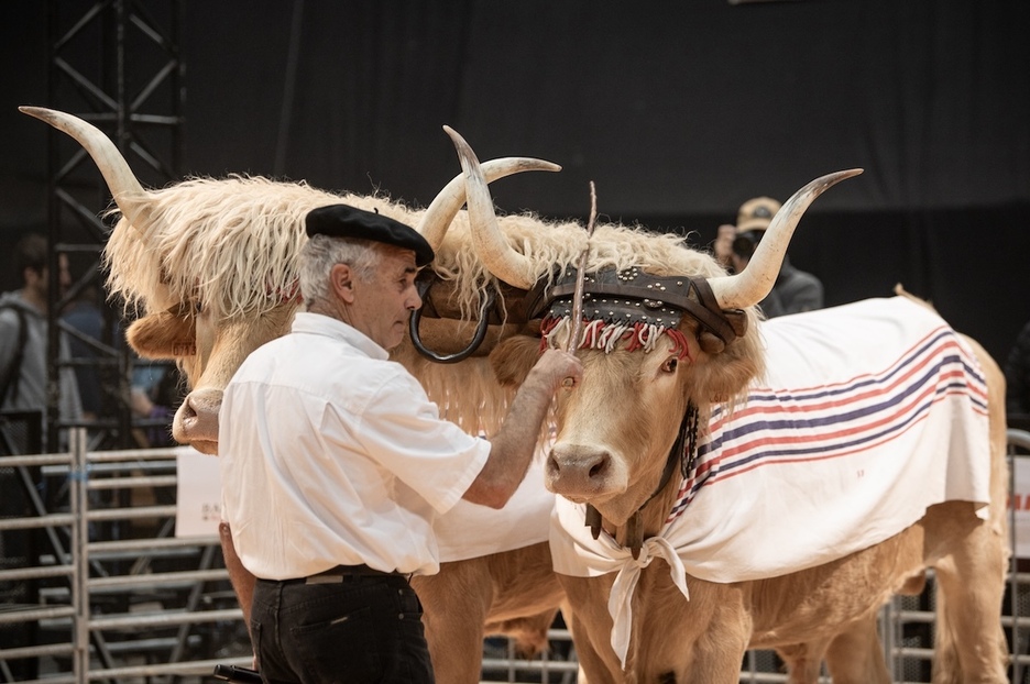 À la Halle d'Iraty, l'attelage de boeufs béarnais attire les curieux.