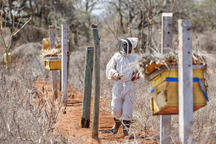 Valla con colmenas para proteger cultivos en Kenia.