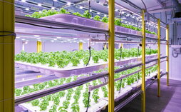 El «indoor-vertical farming» consiste en la producción controlada de plantas en interiores, utilizando al máximo la altura disponible mediante cultivos a diferentes niveles.