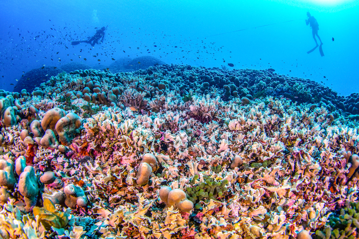 Varios submarinistas observan el coral más grande del mundo, hallado recientemente.