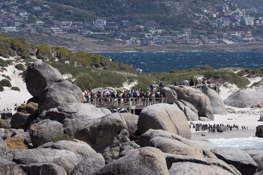 Visitantes observan pingüinos africanos desde una plataforma de observación en la colonia de pingüinos de Boulders, en Simon's Town, cerca de Ciudad del Cabo.