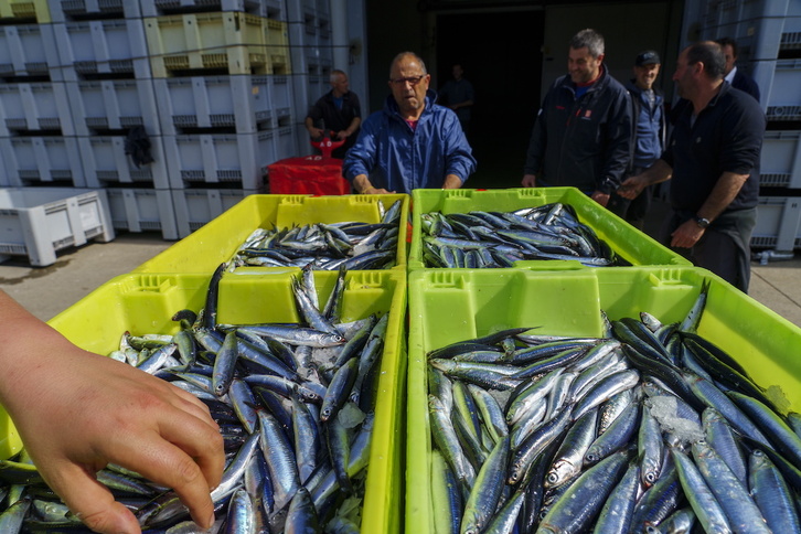 Descarga de anchoa en Getaria.