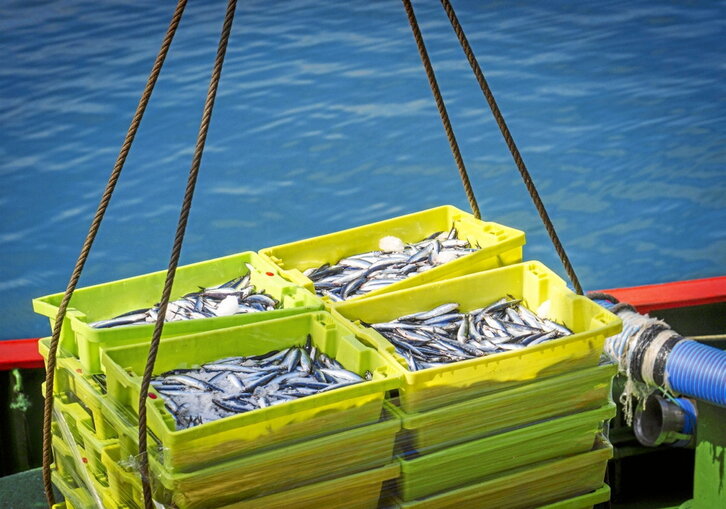 Descarga de anchoas en el puerto de Getaria.