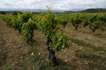 Viñedos en una finca de Samaniego.