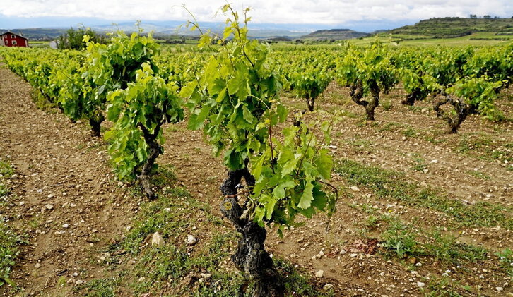 Viñedos de una finca de Samaniego.