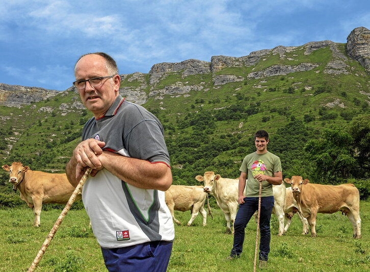 Alberto Albizuri Velasco y su hijo Mikel Albizuri Lekuona, ganaderos de la localidad alavesa de Delika (Amurrio), con sus vacas y terneros de raza pirenaica.