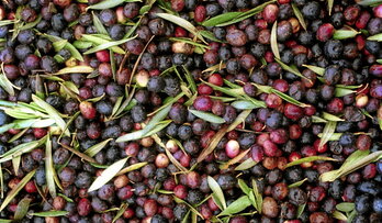 Aceitunas listas para su traslado al trujal Mendia de Arroniz.