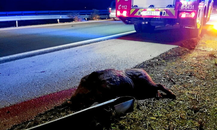 Choque entre un vehículo y un jabalí en los alrededores de Tutera en el que el animal resultó muerto.