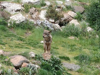 Un ejemplar de lobo, en una imagen de archivo.