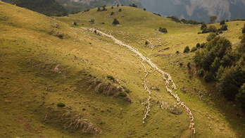 Un rebaño de ovejas pasta placenteramente en el Pirineo navarro.